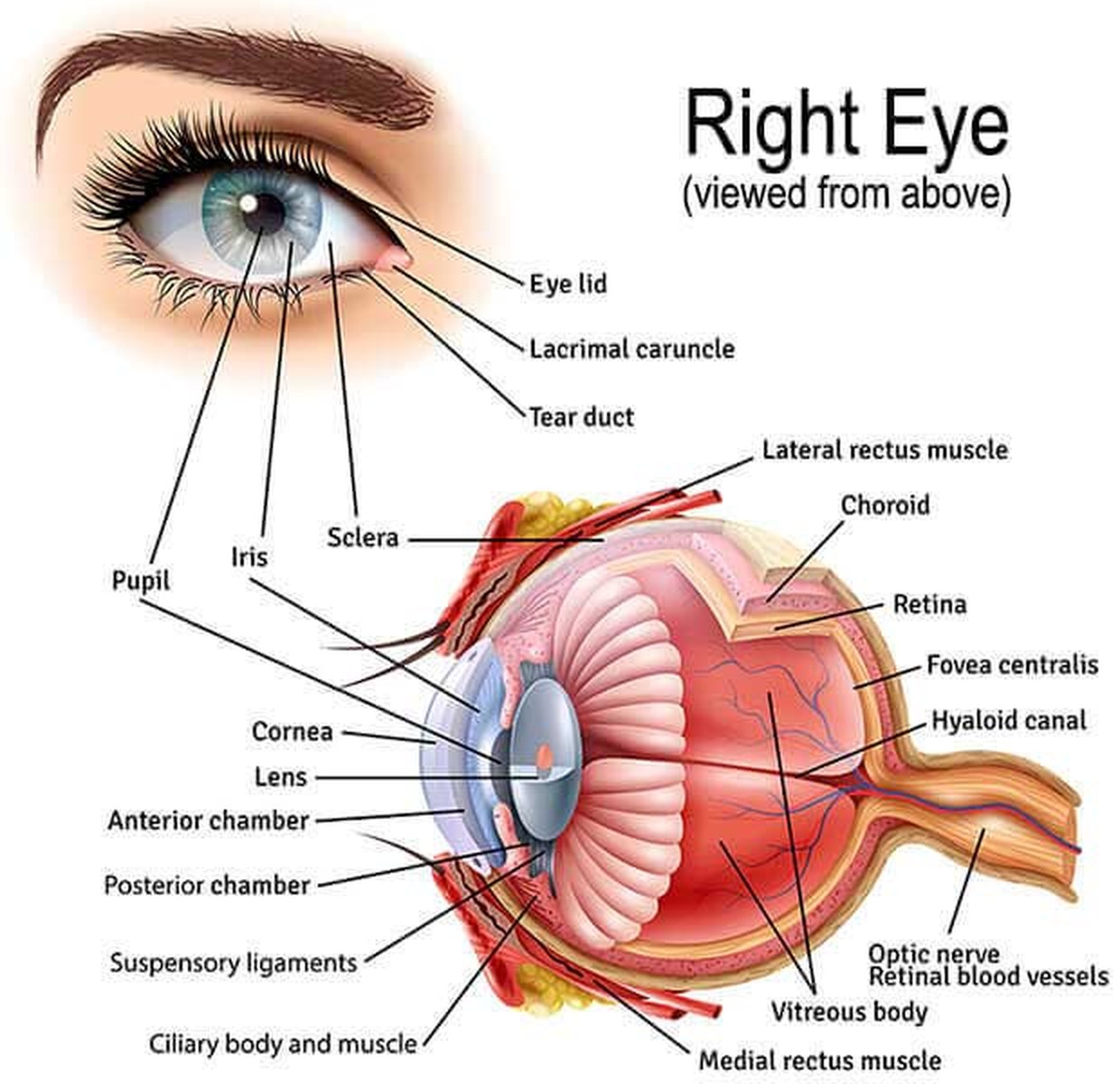 Labelled cross-section of the right eye showing the cornea, lens, iris, pupil, sclera, choroid, retina, fovea centralis, vitreous body and optic nerve